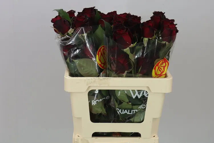 Rosa Gr Ec Black Baccara 50 cm