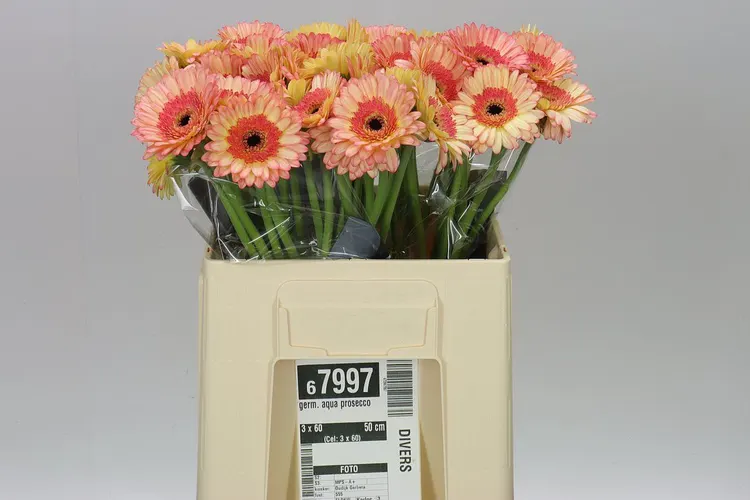 Germini Aqua Prosecco 50 cm