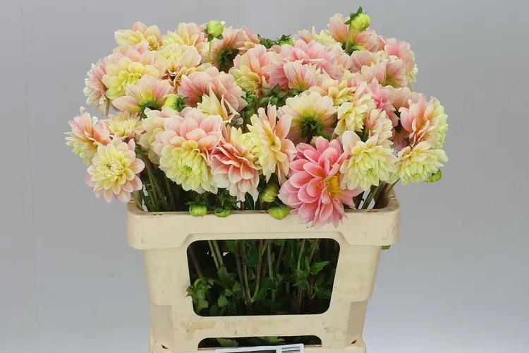 Dahlia Giovanna 60 cm