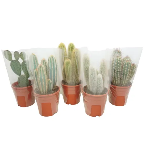 Cactus Gemengd In Doos črepník 17 cm