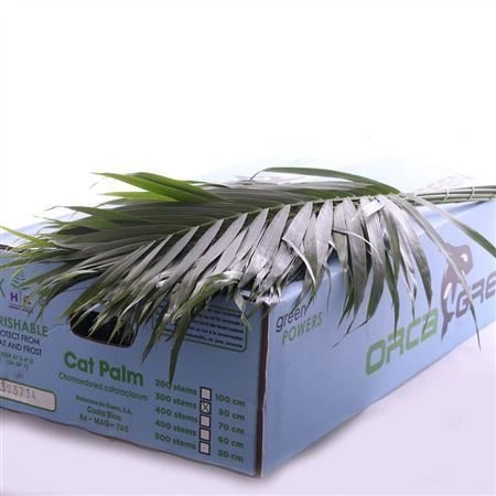 Cat Palm L8 80 cm
