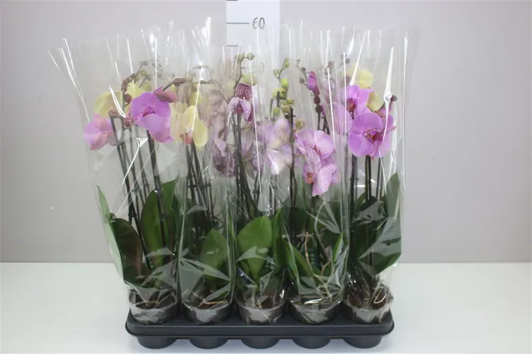Orchidea Phalaenopsis mix 12+, 2 výhony črepník 12 cm