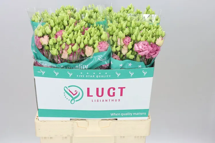 Eust Du Alissa Rose Pink 70 cm