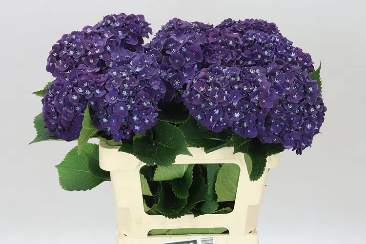 Hortenzia Mon Amour Purple 60 cm