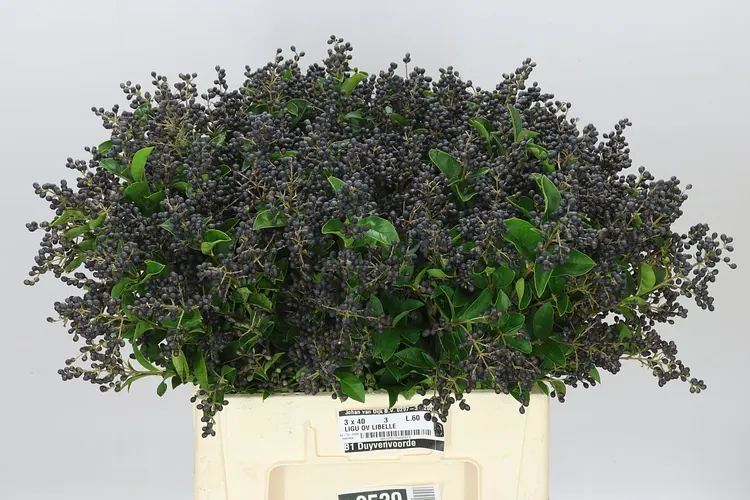 Ligustrum Libelle 60 cm