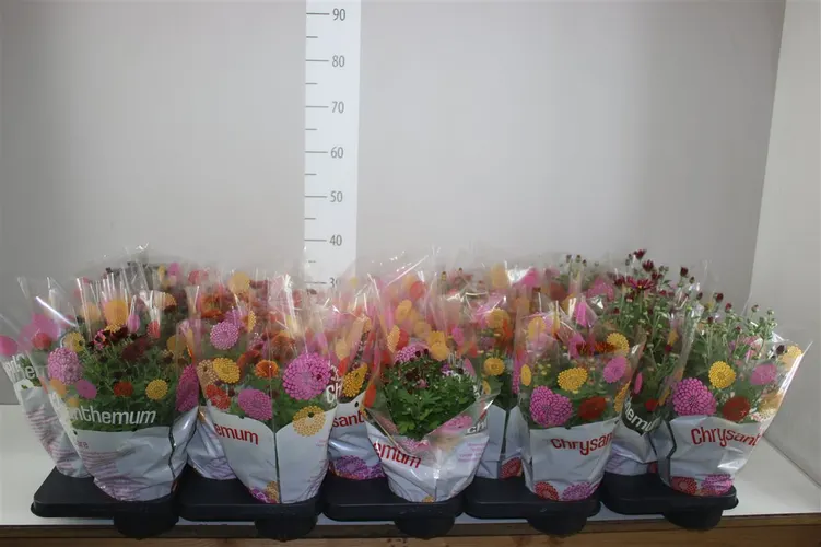 Chryzantéma črepníková Garden Mums Mixtrolley črepník 15 cm