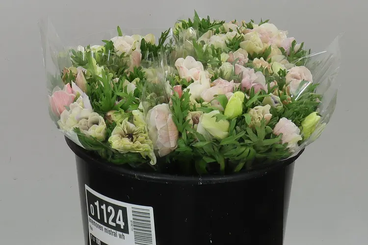 Anemonen Mistral White 40 cm