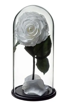 Pres. Dome Aurora Whi01 Bulk