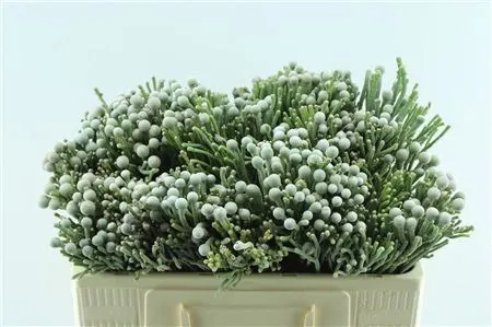 Kaaps Brunia Silver 50 cm