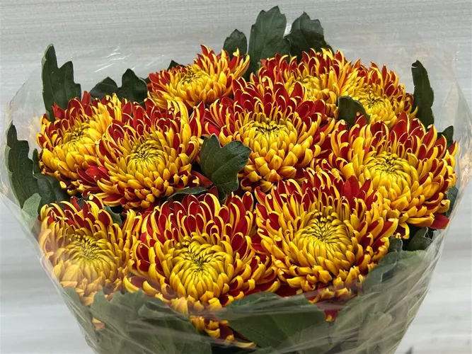 Chr G Fuego 75 cm