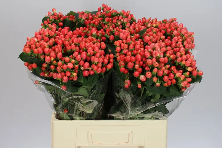 Hyp Royal Princess 60 cm