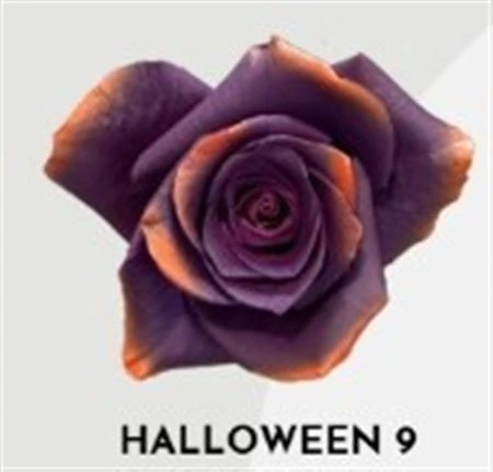 Ruža farbená Halloween 9, Ekvádor 50 cm
