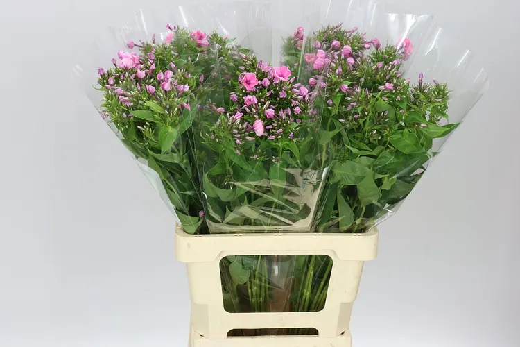 Flox Kiki Cerise Pink 60 cm