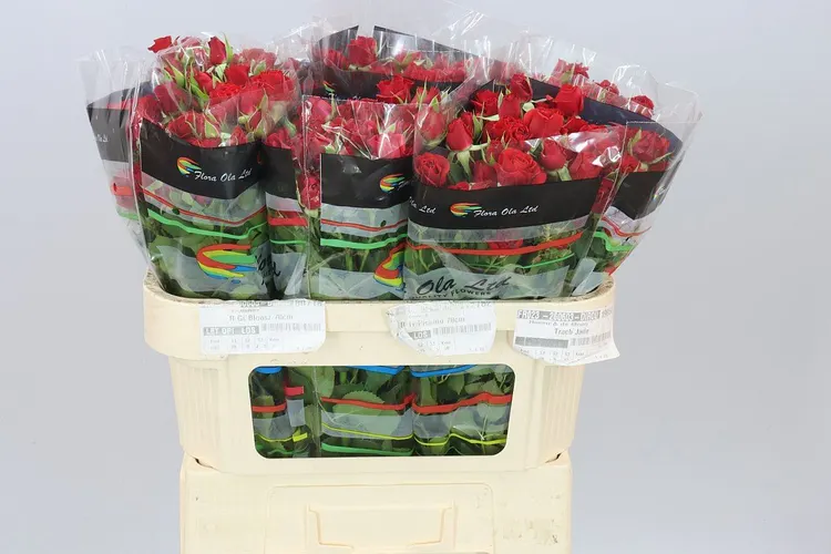 Ruža trsová Mirabel 70 cm