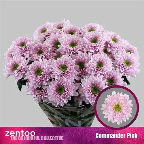 Chryzantéma trsová Commander Pink 70 cm