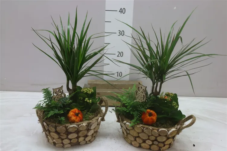 Arr Kamerplanten In Hout črepník 23 cm