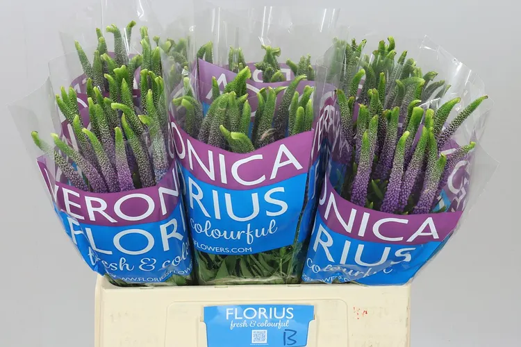 Veronica Smart Viola 60 cm