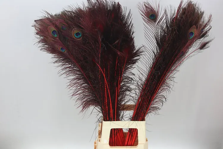 Peacock Feathers Red X50 90 cm