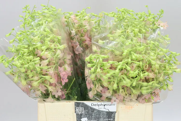 Delph En Pink Sensation 60 cm