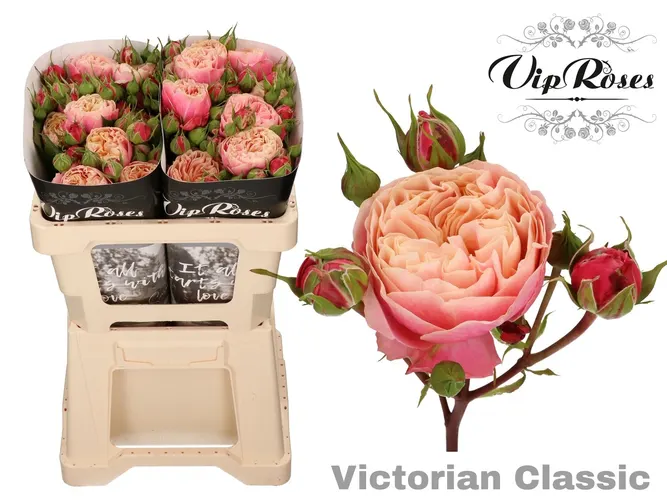R Tr Victor Classic@ 50 cm