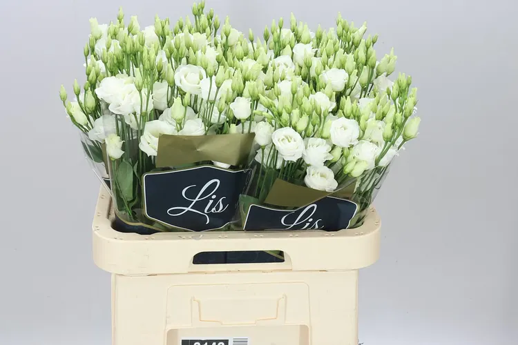 Eust Du Minuette White 70 cm