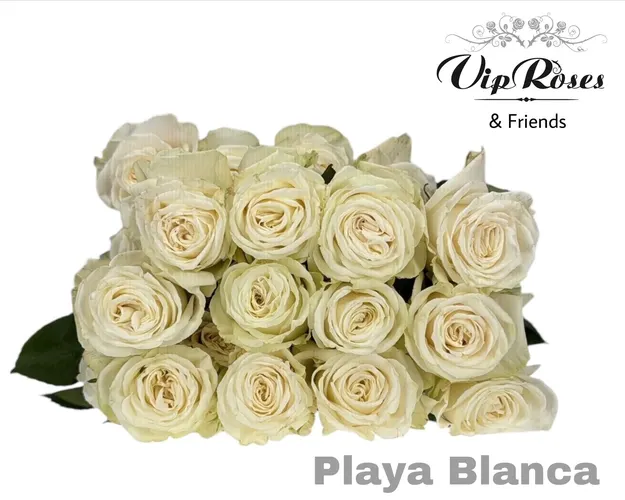 R Gr Playa Blanca X20 50 cm
