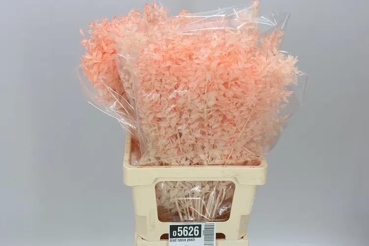 Dried Ruscus Peach 70 cm