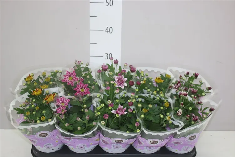 Chryzantéma črepníková mix 2 Kleurig črepník 12 cm