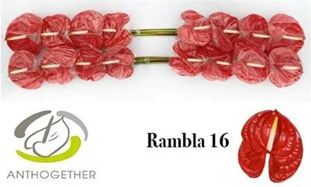 Anth Rambla