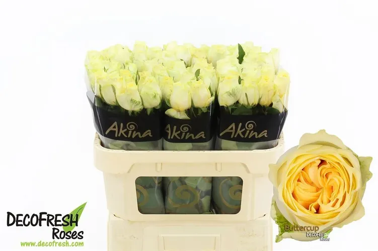 Rosa Gr Buttercup Imp 70 cm