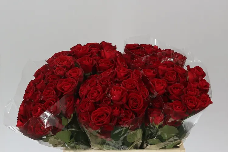 Rosa Tr Dominica 40 cm