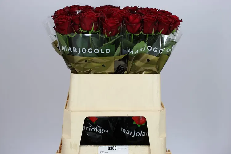 Ruža Red Naomi! Marjo Xl 80 cm