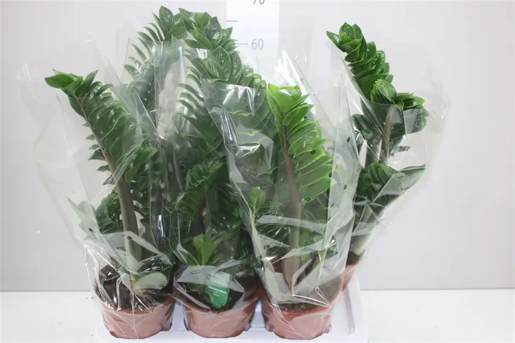 Zamioculcas Zenzi 5+ črepník 17 cm