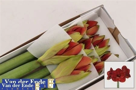 Amarylis Ferrari 80 cm