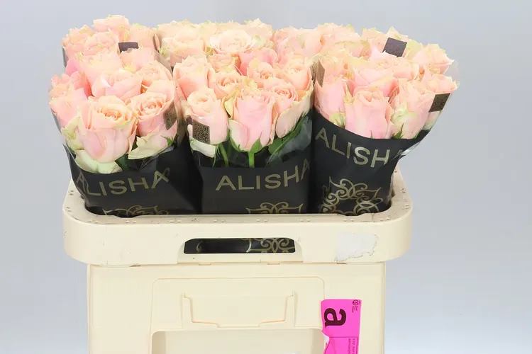 Rosa Gr Harmony Peach 60 cm