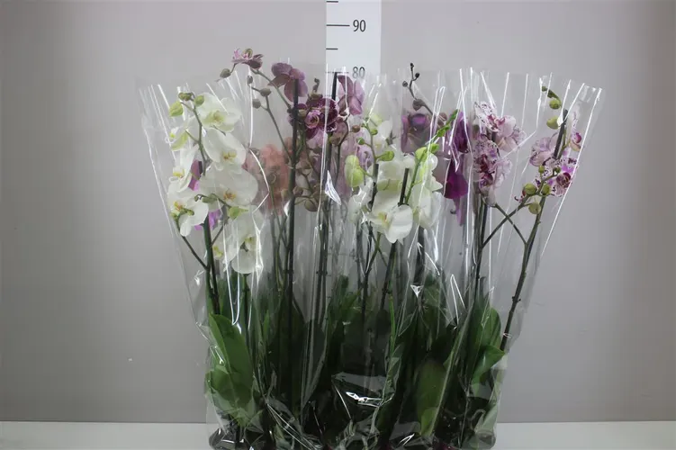 Phal Gemengd 2 Tak Basic črepník 12 cm