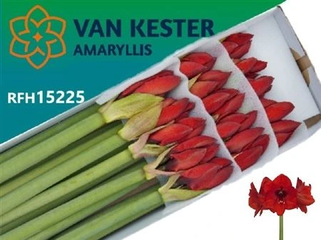 Amarylis Red Lion 80 cm