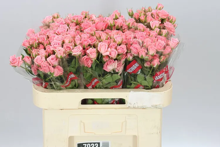 Rosa Tr Odilia 60 cm