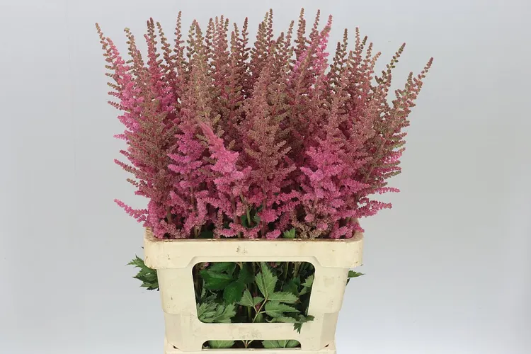 Astilbe Ruby Glow 70 cm