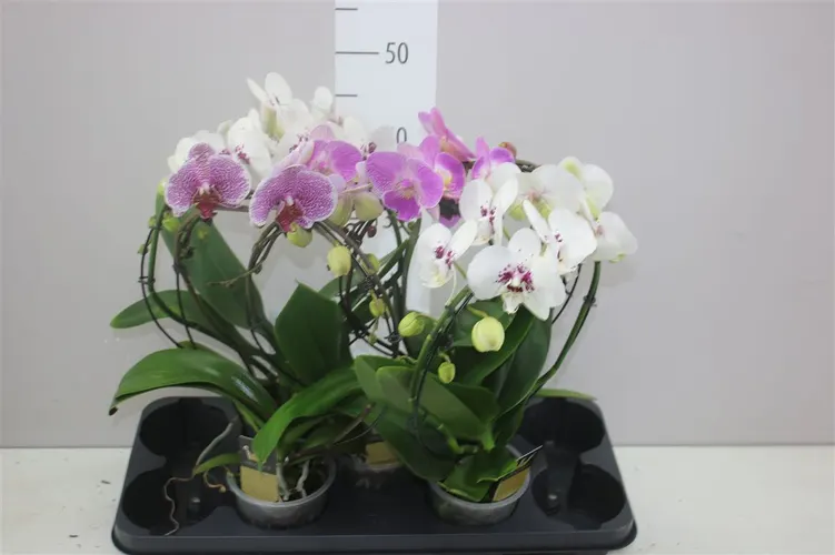 Orchidea Phalaenopsis Mirror mix, 2 výhony črepník 12 cm