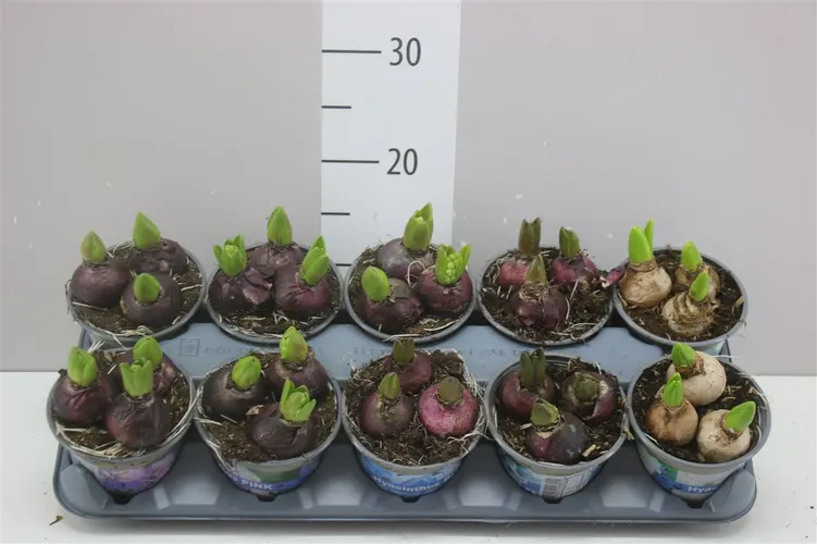 Hyacint mix 3pp črepník 12 cm