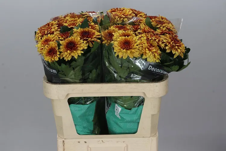 Chr G Pip Sunny 70 cm