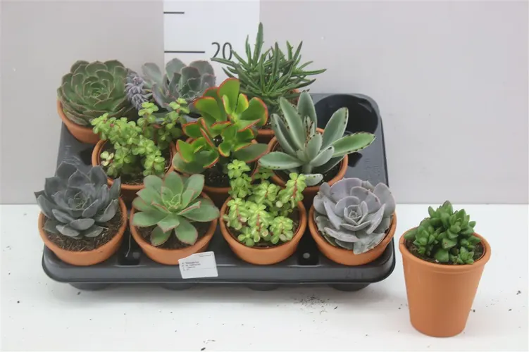 Succulenten Gemengd In Terracotta črepník 10 cm