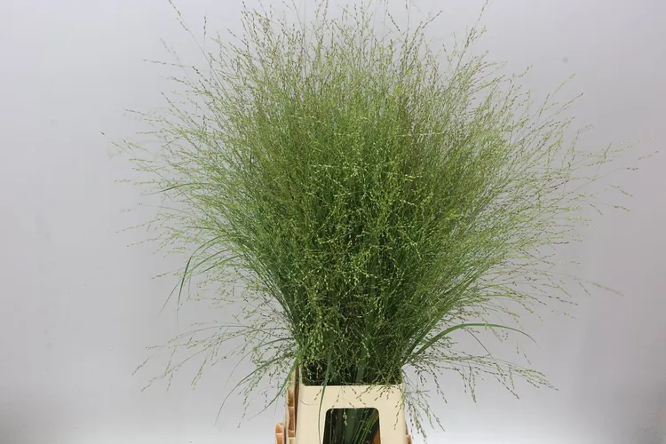 Panicum Vi Squaw 90 cm