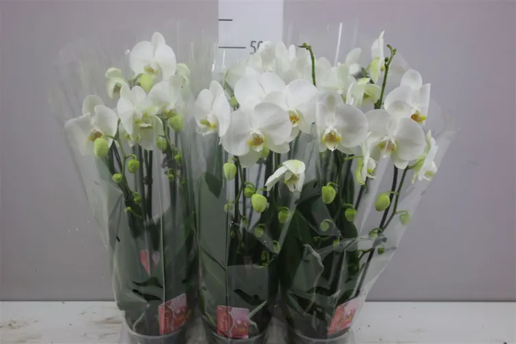 Orchidea Phalaenopsis Cascade biela, 2 výhony črepník 12 cm