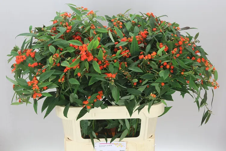 Euphorbia F T Queen Orange 80 cm
