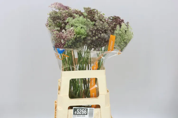 Ammi Daucus Carota Dara 70 cm