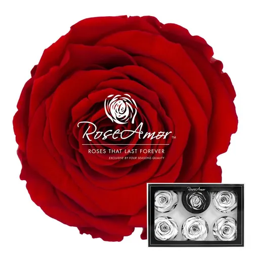 Stabilizovaná ruža XL ⌀ 6 cm, červená RED02