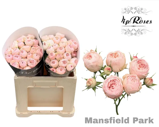 R Tr Mansfield Park 577 50 cm