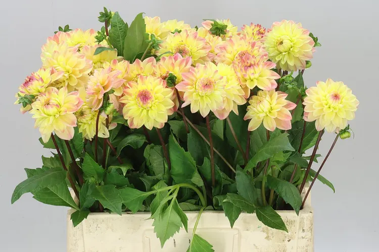 Dahlia Happy Sweet 60 cm